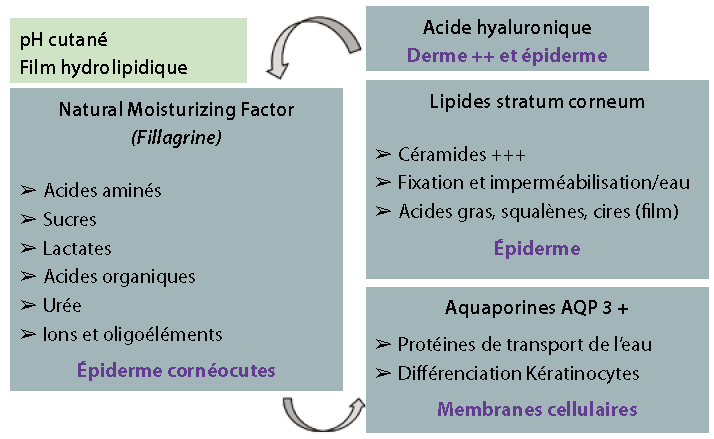 Méthodes utilisées pour la caractérisation des types de rosacée et l’identification de cibles thérapeutiques.