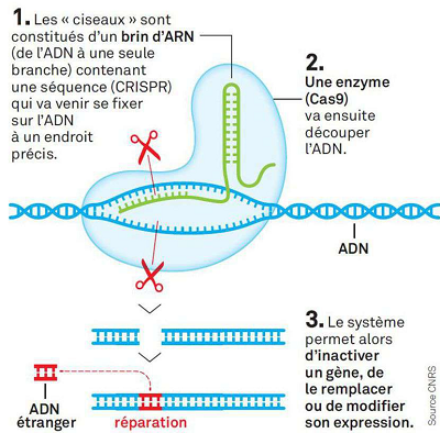 © Ask Media pour le Parisien